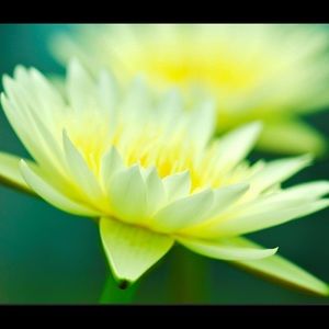 Meet your Posher, Browning